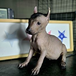 Girl 3 - Black female Xoloitzcuintli puppy in Myakka, Florida from Experience The Wild