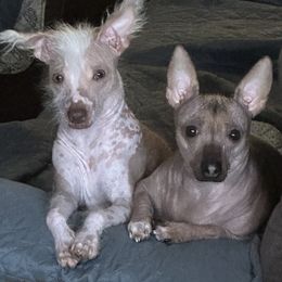 Lilly - Chinese Crested