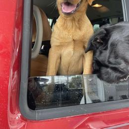 Labrador Retriever Puppies from J and D Retrievers