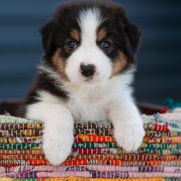 Australian Shepherd Puppies from Hilltop Aussies