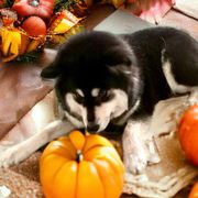 Birdey - Finnish Lapphund