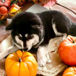 Birdey - Finnish Lapphund
