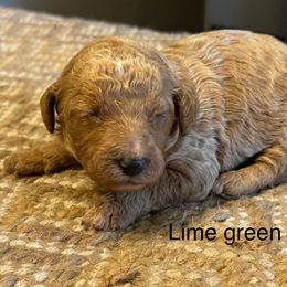Lime green collar girl - Apricot female Goldendoodle puppy in Vian, Oklahoma from Dog Days Doodles
