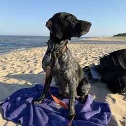 Piper - German Shorthaired Pointer