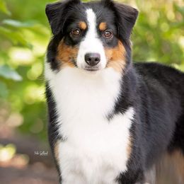Gyspy  - Miniature American Shepherd