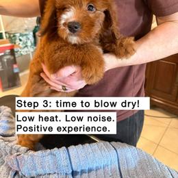 Bernedoodle, Goldendoodle, Golden Retriever, and Poodle Puppies from Red String Farmstead