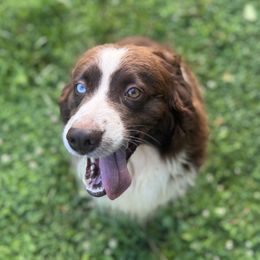 Teddy - Miniature Australian Shepherd