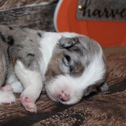 Miniature Australian Shepherds from Rocky Mountain Mini Aussies