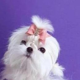 Casper - Maltese