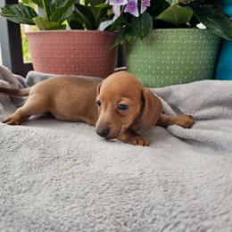 Nala - Fawn (Isabella) female Dachshund puppy in Florence, Arizona from Doxie Town Az