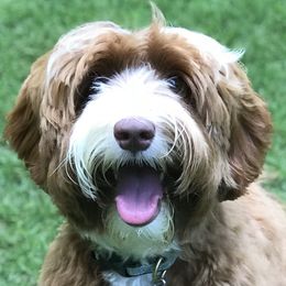 Whisky - Australian Labradoodle