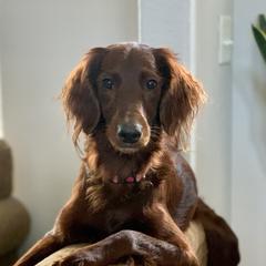 Tillie  - Irish Doodle