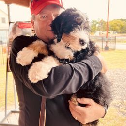 Goldendoodle Puppies from Labradoodleday