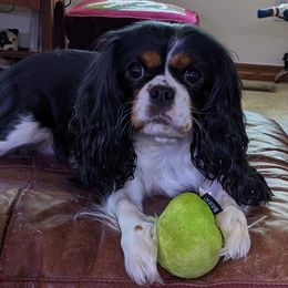 Molly - Cavalier King Charles Spaniel