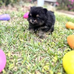 Rocky - Tri-colored male Pomeranian puppy in Lillington, North Carolina from Dignified Poms