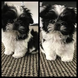 Shih Tzu Puppies from Cocktail Shih Tzu