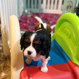 Daisy (Layla) - Tri-color female Cavalier King Charles Spaniel puppy in Ocala, Florida from Ray of Sunshine Spaniels LLC