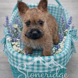 Purple girl - Red wheaten female Cairn Terrier puppy in Shell Knob, Missouri from Stoneridge Kennel