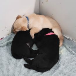 Labrador Retriever Puppies from Gentry Labs