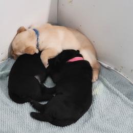 Labrador Retriever Puppies from Gentry Labs