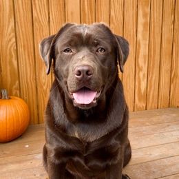Maple - Labrador Retriever