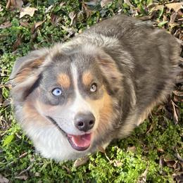 Josie - Australian Shepherd
