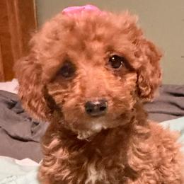 Zoey - Apricot female Goldendoodle puppy in Centralia, Missouri from Oodles Of Doodles Mo.