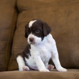 Chevo - Liver and white male Brittany puppy in Laramie, Wyoming from Aviary Kennels