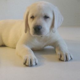 Labrador Retriever Puppies from Barefoot Labradors