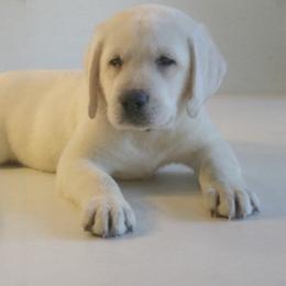 Labrador Retriever Puppies from Barefoot Labradors