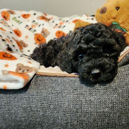 Maltipoo Puppies from Awwws-n-Pawws