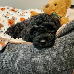 Maltipoo Puppies from Awwws-n-Pawws