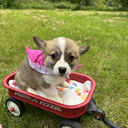 Pink collar (NBT) - Red female Pembroke Welsh Corgi puppy in Eaton, New York from Snomoon Miniature Pinschers  & Pembroke Welsh Corgi
