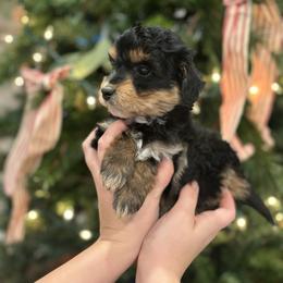 Joey - Black tri-color male Aussiedoodle puppy in Orleans, Indiana from Mae Blossom Puppies