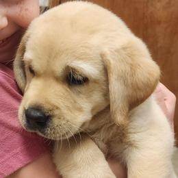 Roar - Yellow male Labrador Retriever puppy in Silsbee, Texas from AZ Kennels LLC