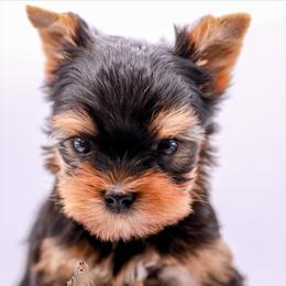 Yorkshire Terrier Puppies from Essence of Grace Yorkies