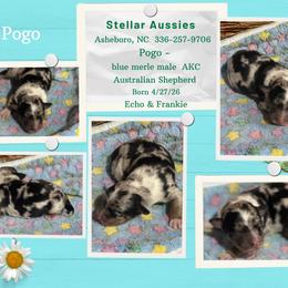 Pogo - Blue merle male Australian Shepherd puppy in Asheboro, North Carolina from Stellar Aussies