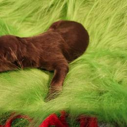 Jasper - Liver female German Shepherd puppy in Los Lunas, New Mexico from Mali's German Shepherds