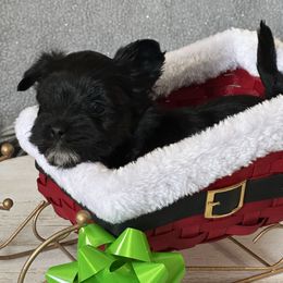 Blitzen - Black and gold male Yorkshire Terrier puppy in Pana, Illinois from Lucky Star Yorkies