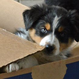 Miniature American Shepherd and Miniature Australian Shepherd Puppies from 74 Ranch Minis