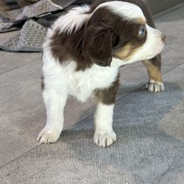 Miniature Australian Shepherd and Toy Australian Shepherd Puppies from T’s Mini and Toy Aussies