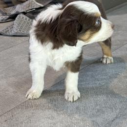 Miniature Australian Shepherd and Toy Australian Shepherd Puppies from T’s Mini and Toy Aussies