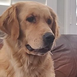 May - Golden Retriever