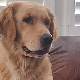 May - Golden Retriever