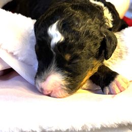 Tom Petty - Tri-color male Bernedoodle puppy in Gilbert, Arizona from The Berne Barn... it’s a Doodle thing!
