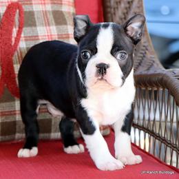 Davy - Black and white male Boston Terrier puppy in Winnsboro, Texas from JP Ranch Bulldogs