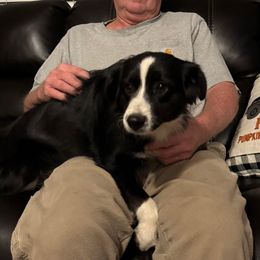 Prancer - Black tri female Miniature Australian Shepherd puppy in Eufaula, Alabama from Dream Ranch Mini Aussies