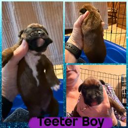 Boy - Fawn male Boxer puppy in Evington, Virginia from Buffalo Creek Boxers