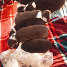Australian Shepherd Puppies from Top Draft Genetics