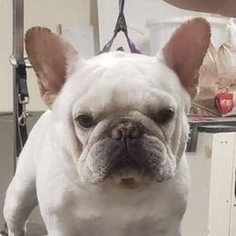 French Bulldogs from Crowfoot Farms